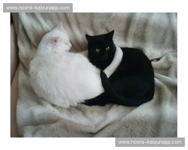 黑猫白猫，皆是传奇：桑德兰与斯旺西的绿茵情仇